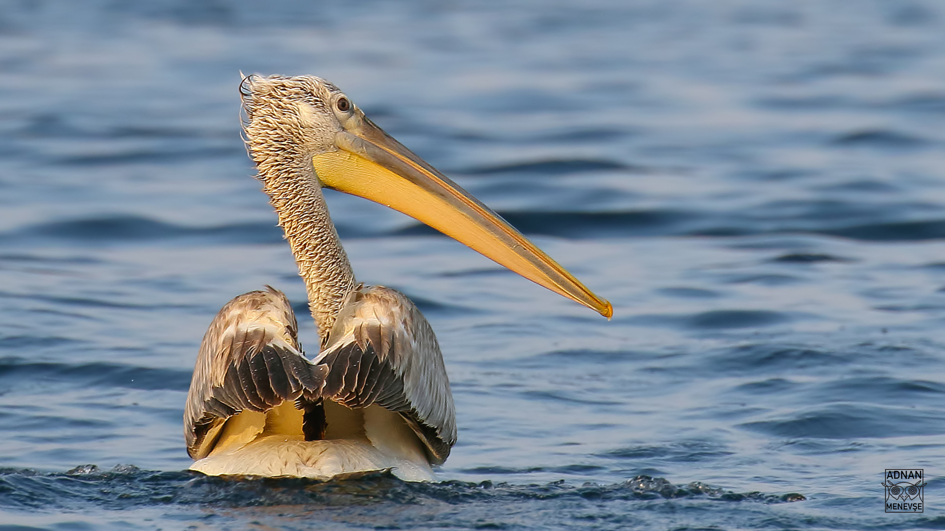 Dalmatian Pelican